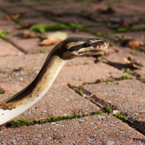 Jak vypadá kousnutí od hada