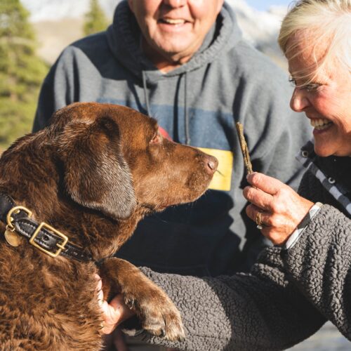 Pes pro důchodce: 7 plemen vhodných pro seniory v roce 2024