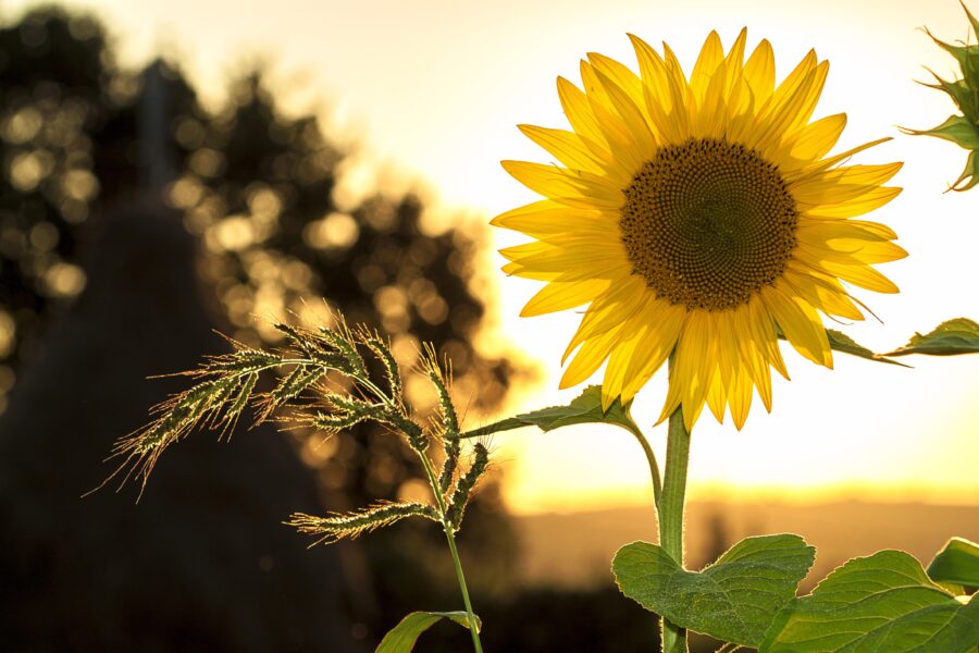 Předpěstování slunečnice: 5 užitečných rad, jak tuto květinu pěstovat.