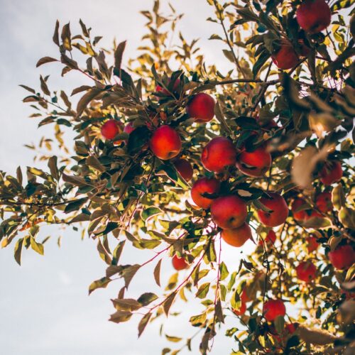 Jak vypěstovat jabloň ze semínka: Návod krok za krokem pro rok 2023