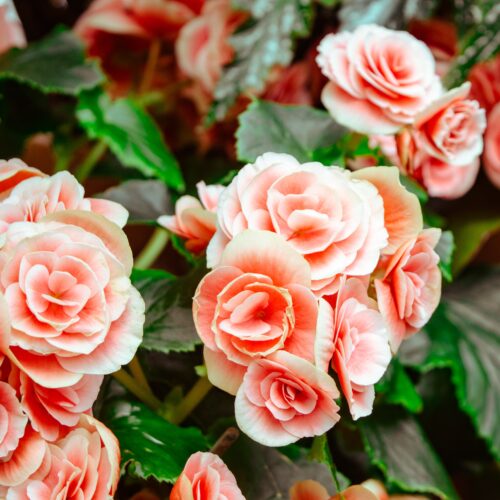 Jak rozmnožit růže: 5 chytrých postupů