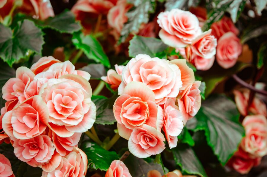 Jak rozmnožit růže: 5 chytrých postupů