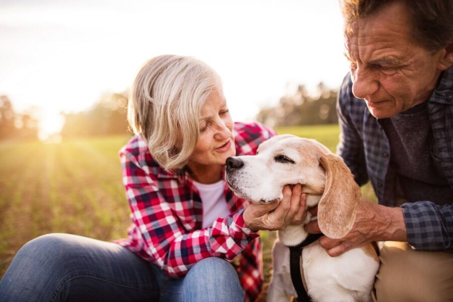 Pes pro důchodce: Je léto vhodný čas na pořízení psa?