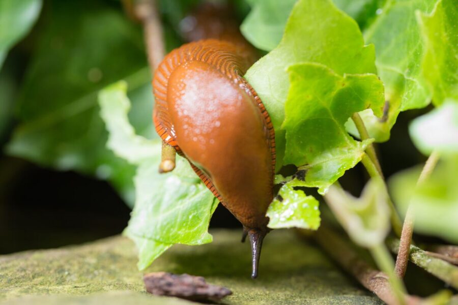Jak se zbavit slimáků na zahradě: 3 tipy od specialisty