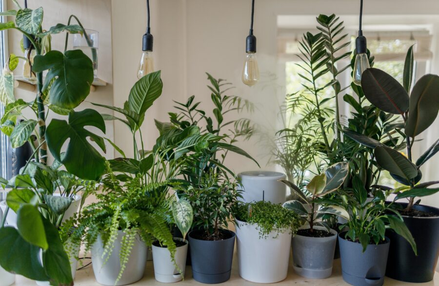Pokojové rostliny podle znamení: která z 12 možností je ta vaše?