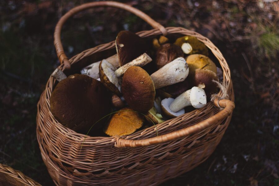 Houbařský ráj: naše tipy, kde najdete nejlepší houby