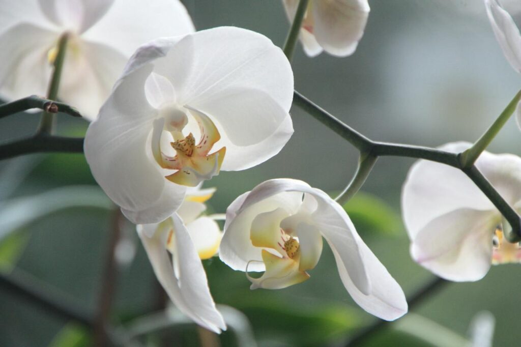 Detail na květy bílé orchideje.