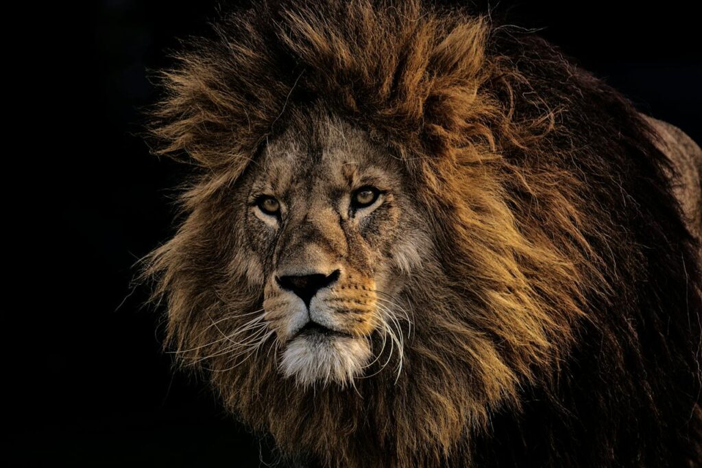 Detail na hlavu živého lva.