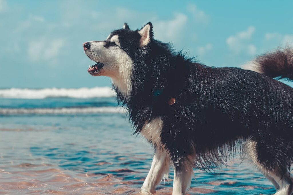 Štěkající pes na břehu moře.