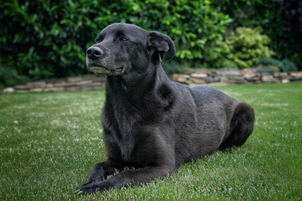 Černý ležící pes na trávníku.