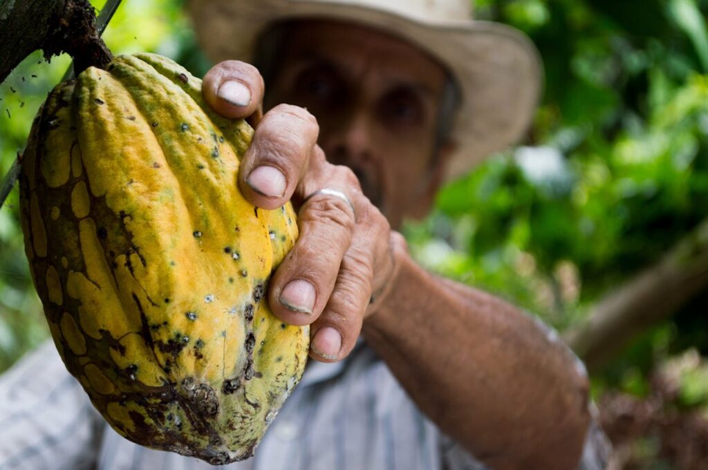 Farmář trhající kakaový bob.