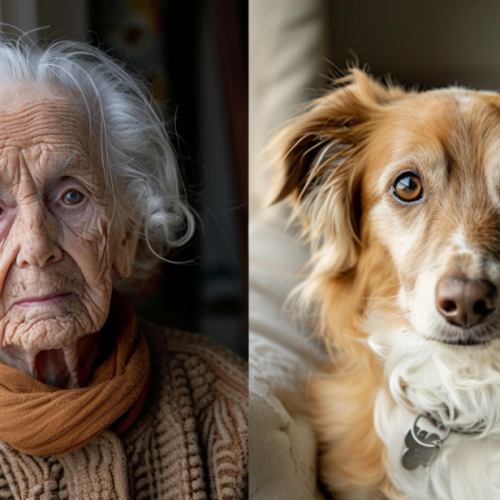 Nejlepší psi pro důchodce: 3 plemena ideální pro seniory